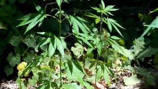 outdoor grow