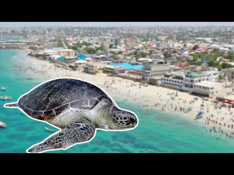 Ragga Oo Hilibka Qubada Si Weyn Uga Raadinayo Maxay Tahay Sababta