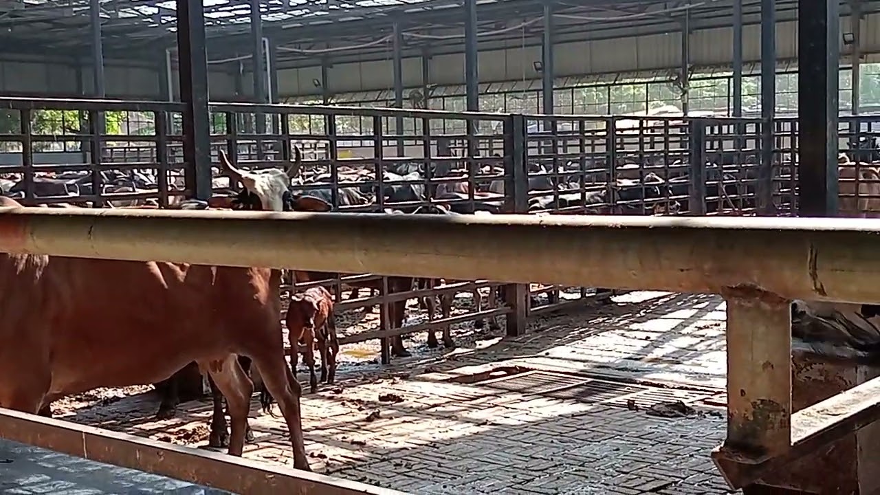 This Goshala in Chandigarh is home to many cows, bulls and calves. 