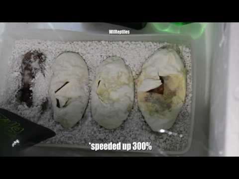 Ball Python Egg Movement Day 52
