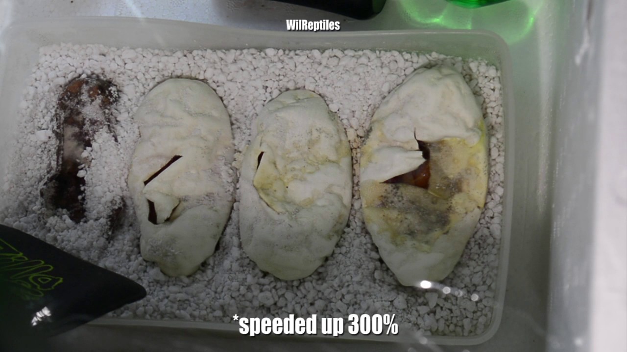 Ball Python Egg Movement Day 52 - YouTube