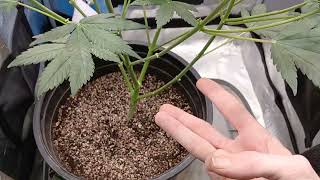 1st Flowering Video FrostBanger Auto ALL THOSE BUD SITES!