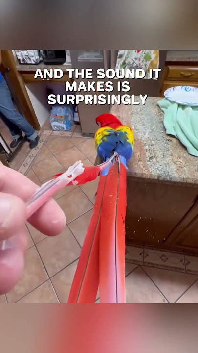 This Feather Reveal Is Weirdly Satisfying 🤯✨