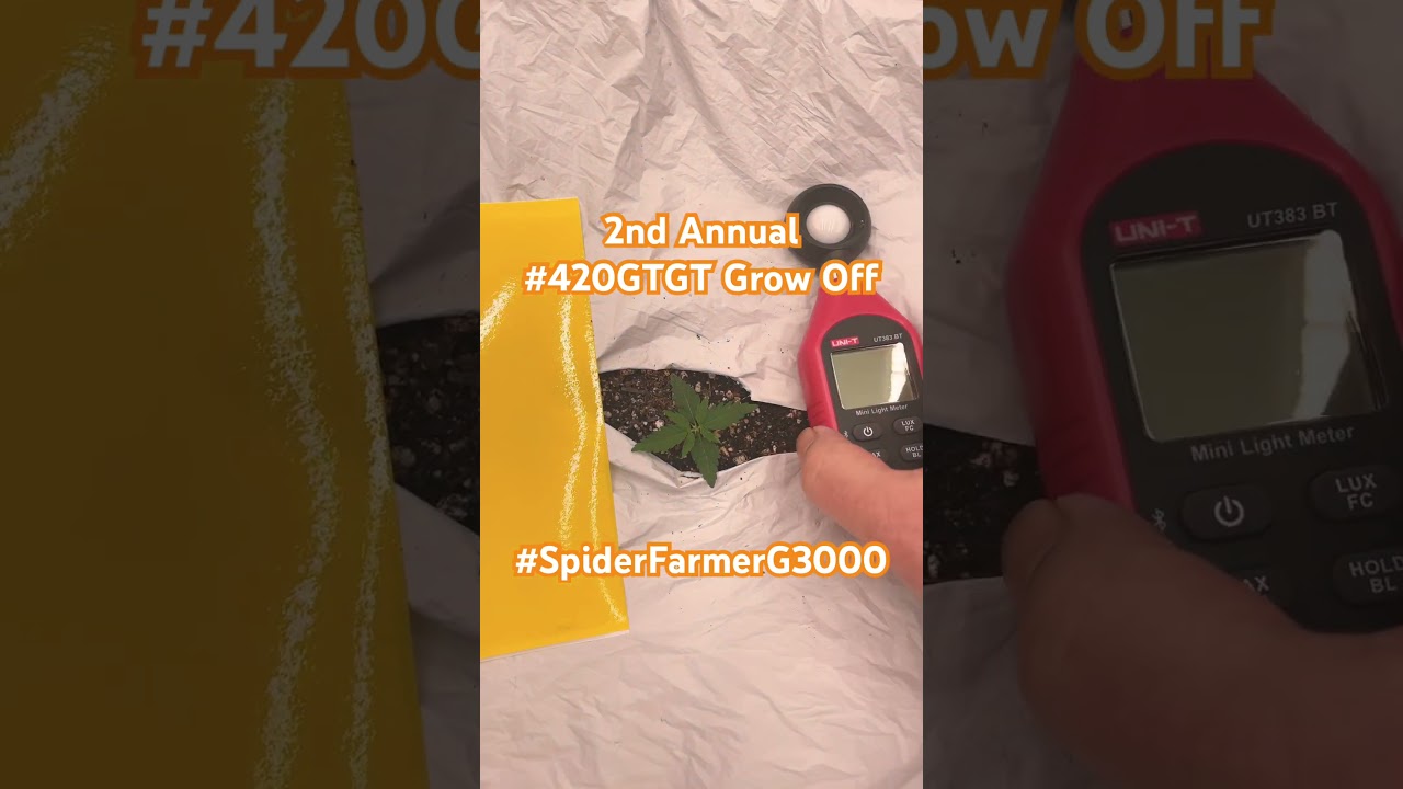 9/17 Sweet Tooth 2nd Annual 