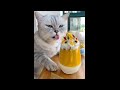 Cat Cooking Show 😻 Cat Can Cook - A cat with amazing cooking skills 🍕🥗🌮 #shorts