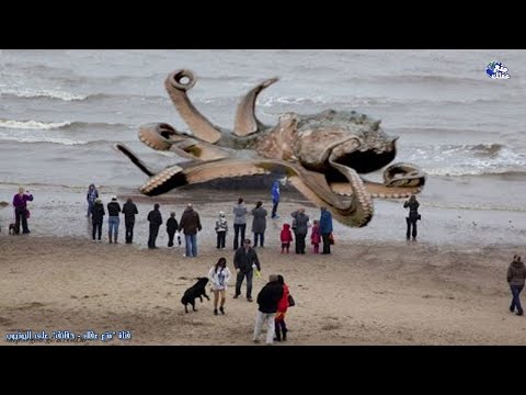 Video: Como Se Ve Un Calamar
