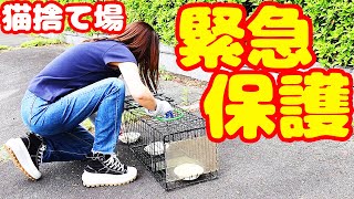 [Emergency protection of stray cats] Volunteers cry at the unexpected turn of events.