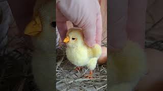 Chicken, soft toy #plushtoys #chicken #toys #toy screenshot 5