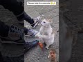 wow animals also fool and express love ♥️#respect #parati #animals #shorts