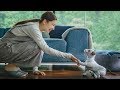 Sony Brings Back Its Iconic Aibo Robot Dog