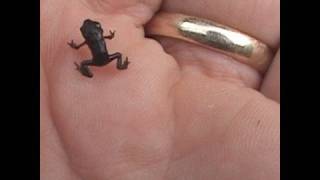 🐝 Ultra Tiny Japanese Frog - Real Japan Monsters | 超小さな日本のカエル - 日本のモンスター