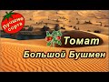 ТОМАТ БОЛЬШОЙ БУШМЕН (Лучшие жаростойкие сорта томатов)