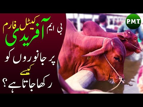 KAJLA BY SURTI CATTLE FARM 2016 MANDI - PAKISTAN QURBANI 