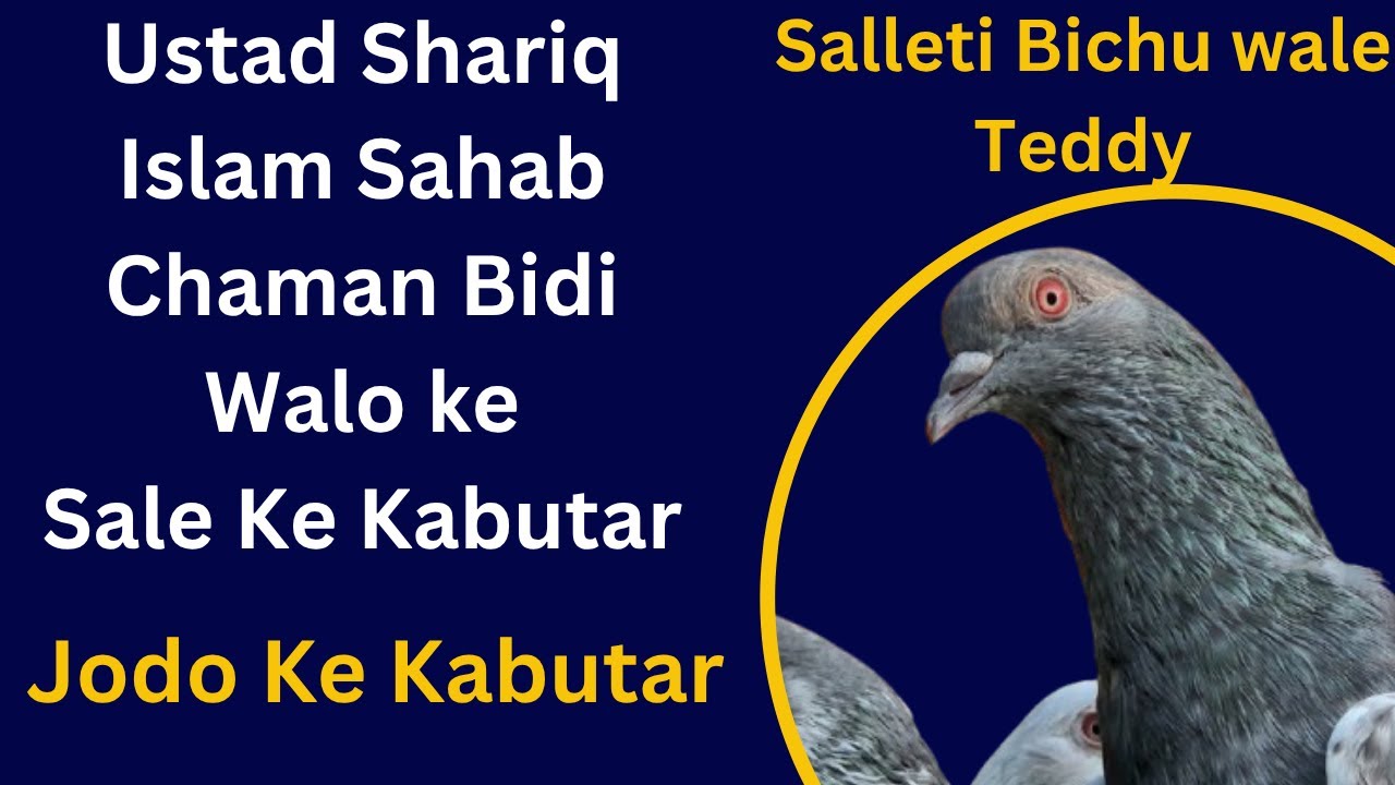 Ustad Shariq Islam | Chaman Bidi Wale | Pair For Sale | 98974 37677