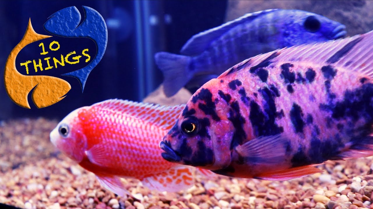 african freshwater fish aquarium