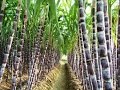 Beneficios y Características del Cultivo de Caña de Azucar - TvAgro por Juan Gonzalo Angel