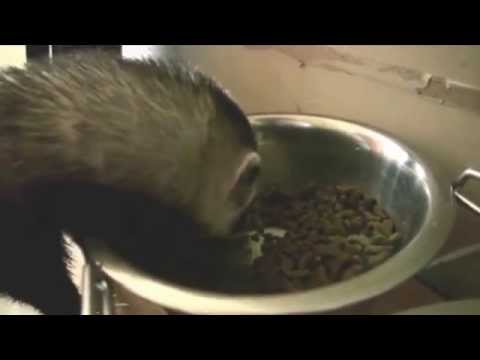 Video: Should I Castrate A Ferret