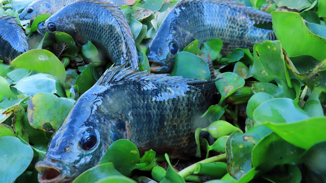 SUPER Amazing Fishing! Finding Fish in Water Hyacinth Found GIANT