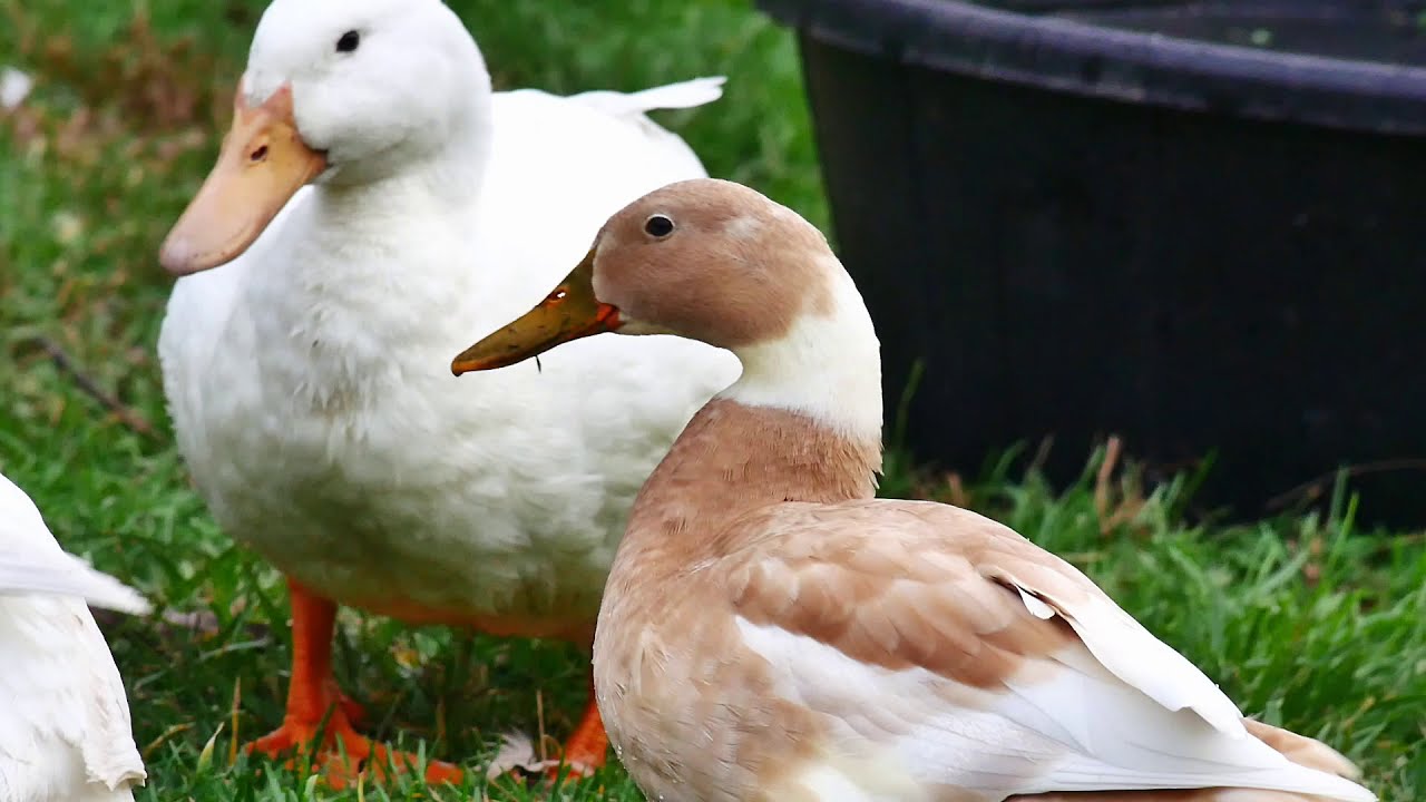 Sugars Bridge Farm morning to night YouTube