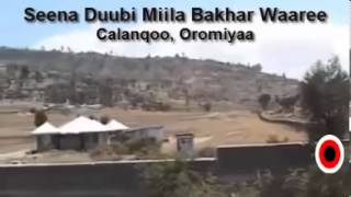 Download Lagu Dubbii Miila Bakar MP3 Dubbii Miila Bakar