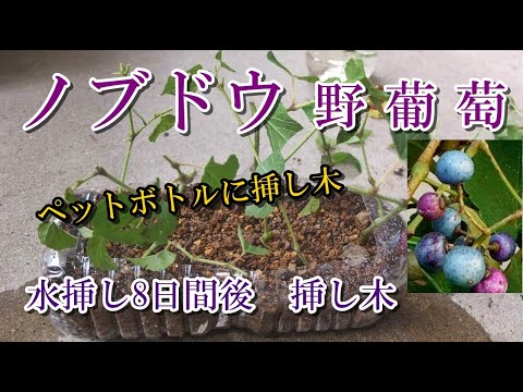 トールペイント作品 ぶどう水差し 野葡萄 挿し木】道端のフェンスに