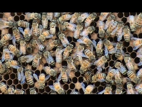 Видео: Beekeeping: A Feeder / Donor Hive.
