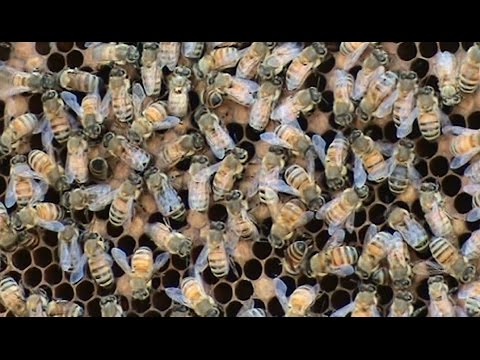 Beekeeping: A Feeder / Donor Hive.