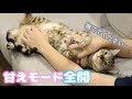 猫飼ってる人はこの動画の奥さんと同じことしてる説