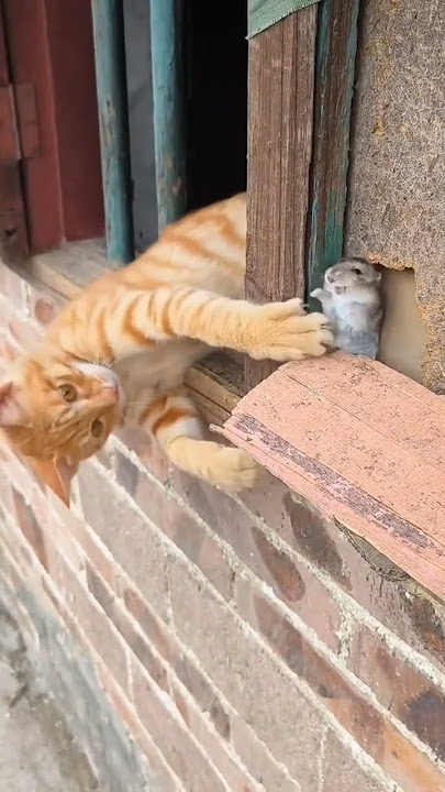 😁😁#shortvideo