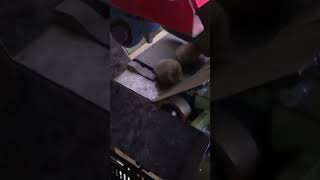 Taro Hair Cutting and Removing Machine SK-3DWD #shorts #agrimachinery