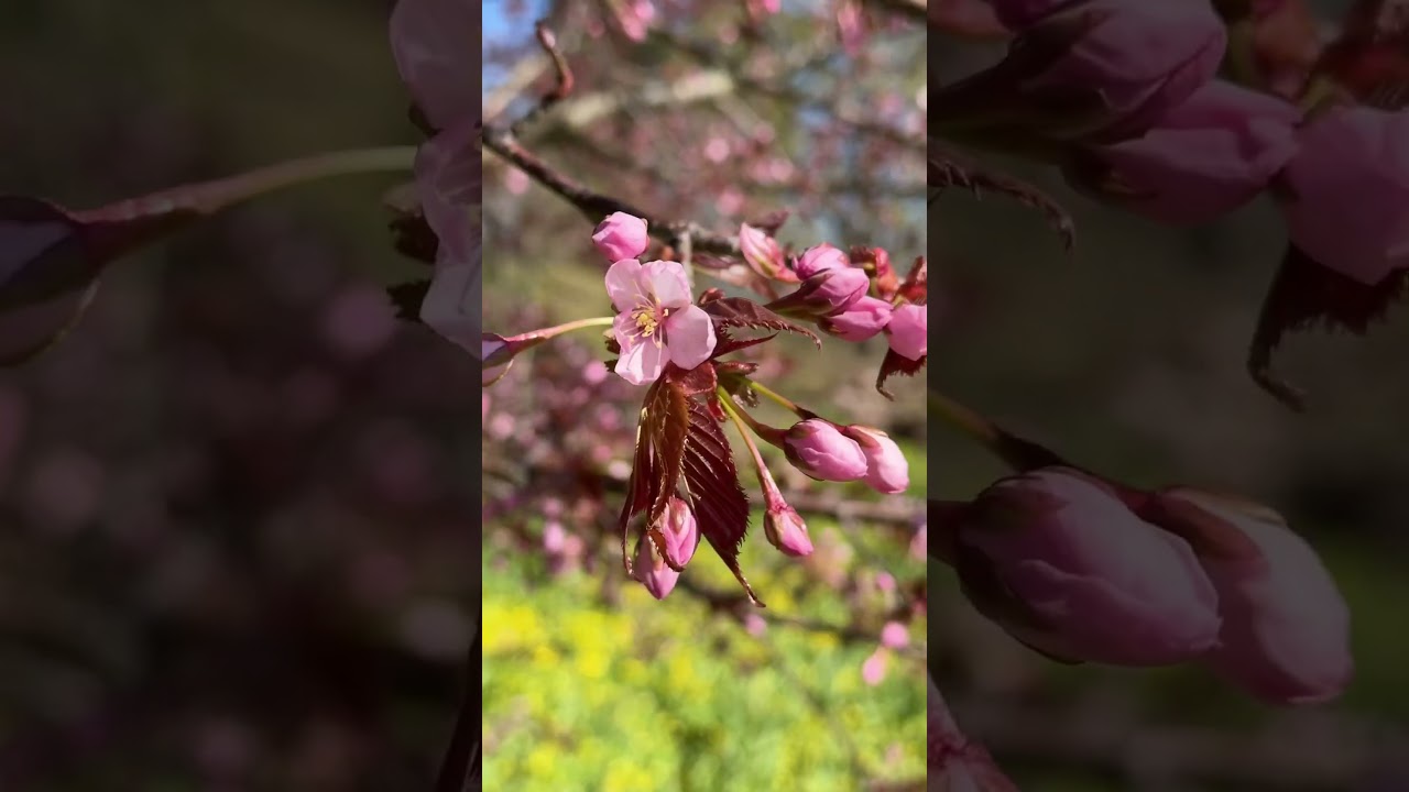 Cherry blossom Helsinki 🌸