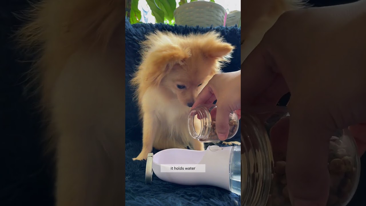 The TikTok viral pet water bottle 😍😍🐕