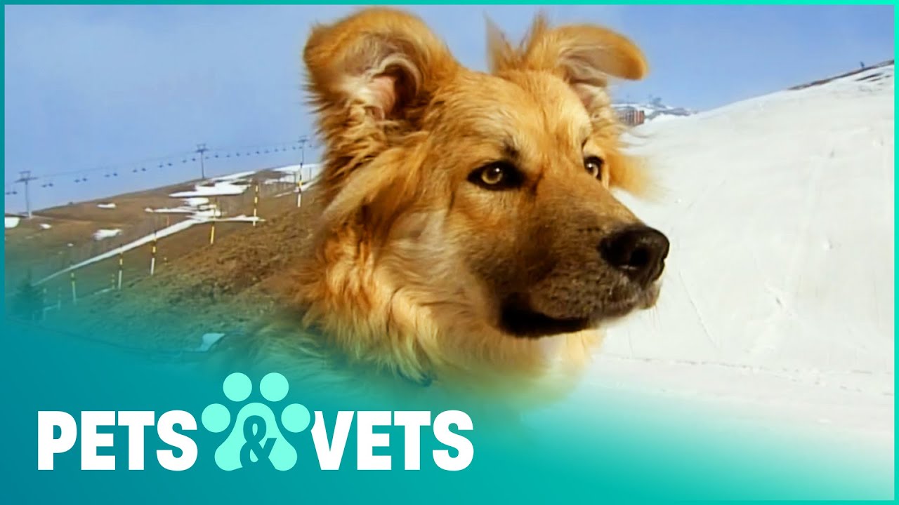 Rare Dog Trains For Mountain Rescue Mission | Wildlife Nannies