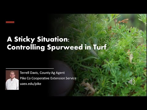 Video: Spurweed Control - How To Kill Spurweed Plants