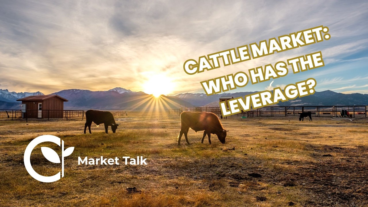 Cattle Market Update: Packer Leverage, Heifer Retention & Grain Outlook