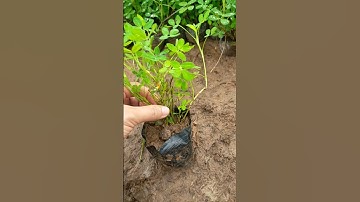 Bán buôn cây cỏ lạc, cây lạc dại 097797353