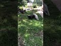 Vicious Pig and Dog fight! LoL #piggy #cute #funny #puppy #fight #viral