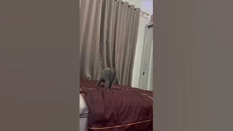 Video 7858251: britishshorthair cats catlover, britishshorthair catlover funny