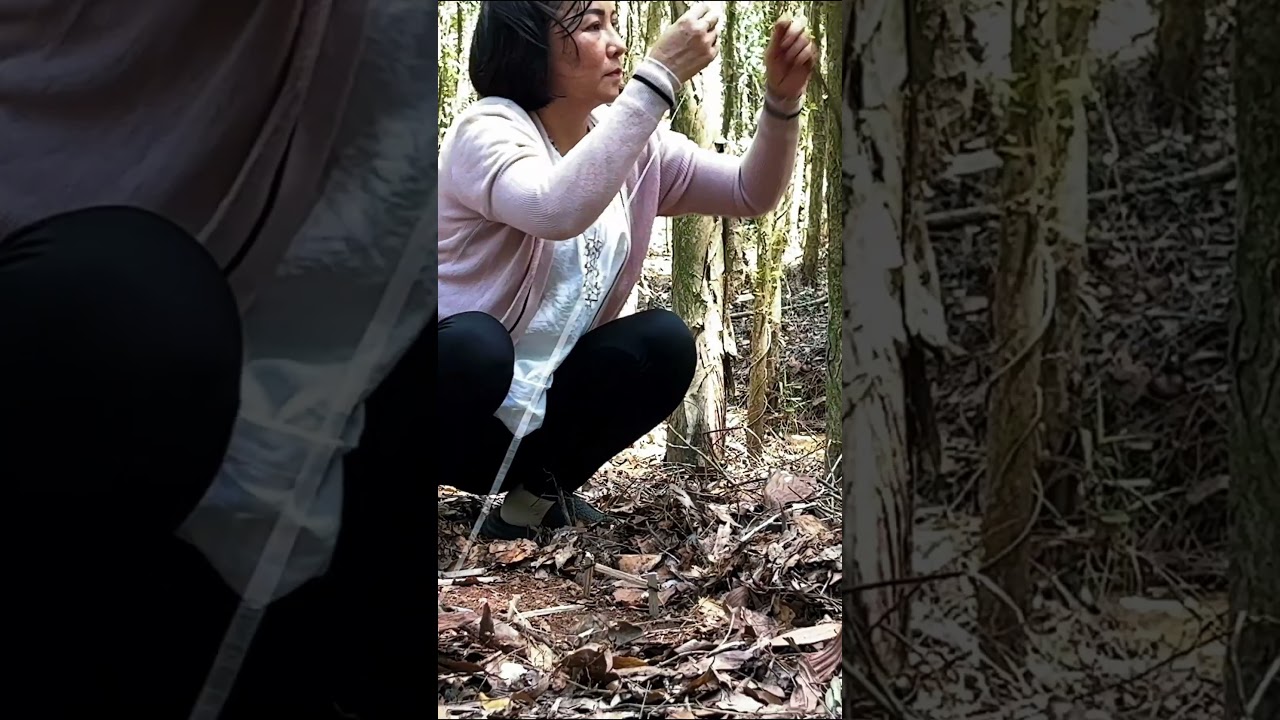 Making Chicken Trap Easily