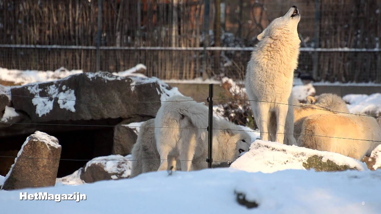 De wolven huilen - YouTube