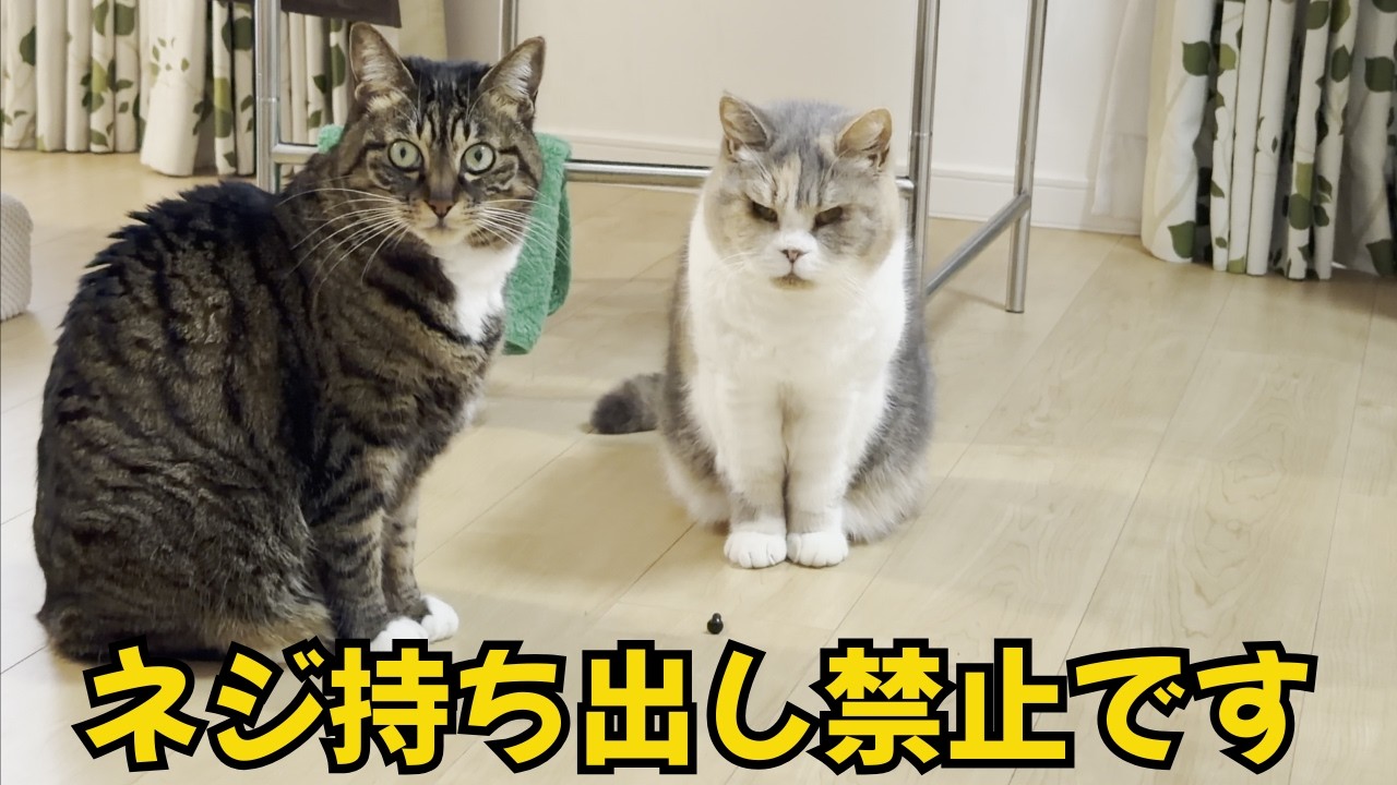 猫用ハンモックを組み立てたら、ネジを奪っていく猫が現れました