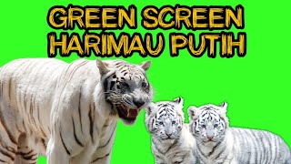 Harimau putih green screen