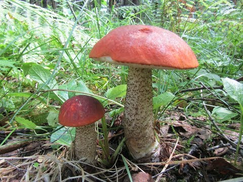 Пошёл в лес за грибами и увидел там такое что глаз не оторвать! Волшебный лес грибов!
