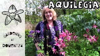 Aquilegia Care, How to Grow Granny's Bonnet /Columbines : 4 of 30, my month of perennials