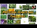 Medicinal Plants And Their Uses | Ayurvedic plants Information