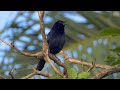 Melodious blackbird singing