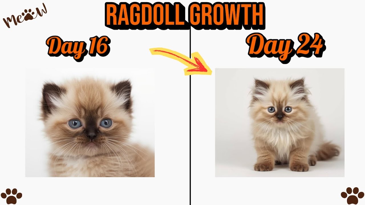 Ragdoll Cat Growth Stages 🔥 | From Day 16 to Day 24 | Cute to Majestic