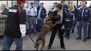RAW VIDEO: Post Office workers get hands on training to stop dog attacks