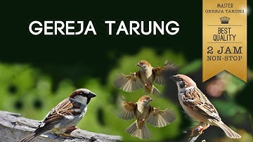 MASTER GEREJA TARUNG NONSTOP 2 JAM