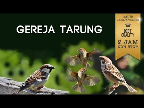 MASTERAN GEREJA TARUNG AUDIO JERNIH, MASTERAN AMPUH BESETAN KASAR DAN NYERET PANJANG #gerejatarung